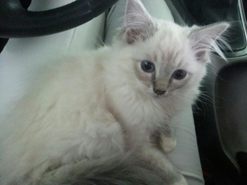 Foto della gatto Arcadia del Deepblueyes