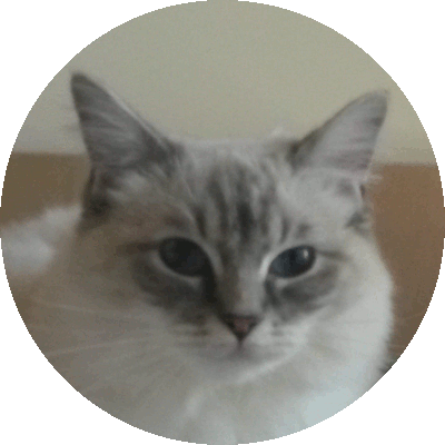 Foto della gatto Arcadia del Deepblueyes 