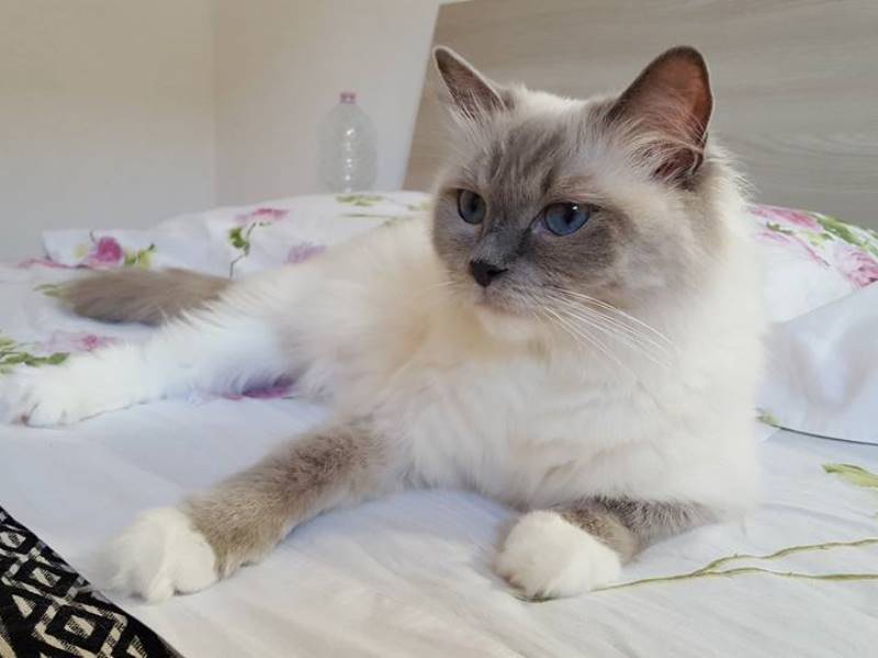 Foto della gatto Diva de La Piazzetta