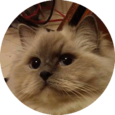 Foto della gatto Diva de La Piazzetta 