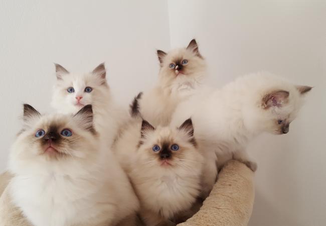 Foto di gruppo