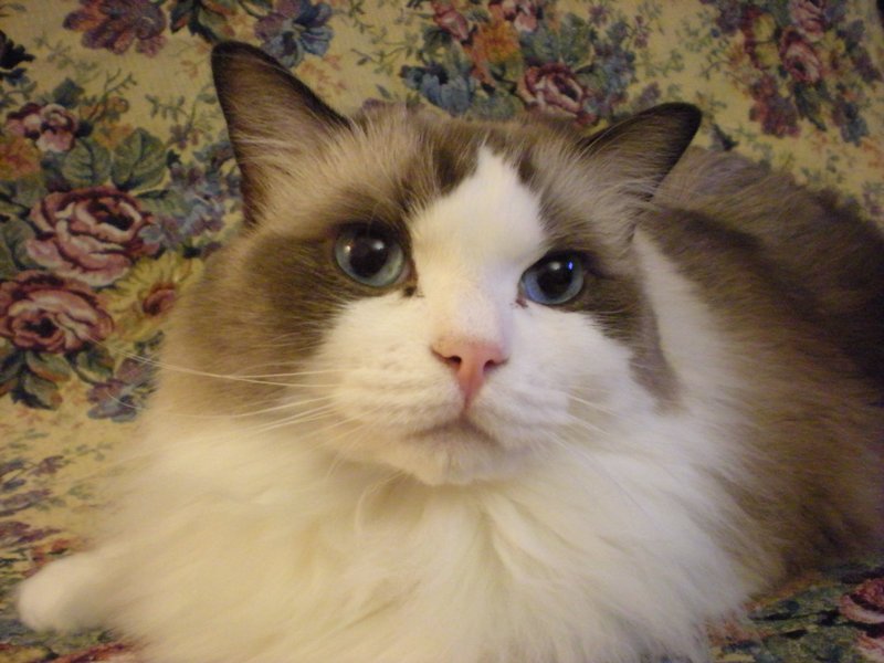 Foto della gatto Eagleheart My Cuddle
