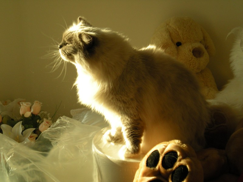 Foto della gatto Ankara Pearl Kira