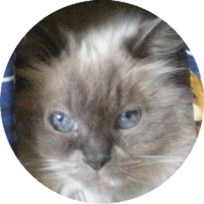Foto della gatto Ankara Pearl Kira 