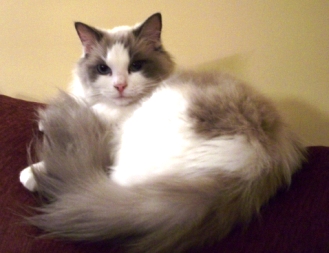 Foto della gatto Louise of Chatandolls
