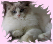 Foto della gatto Lunablu del Venicedolls