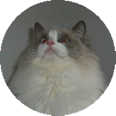 Foto della gatto Lunablu del Venicedolls 