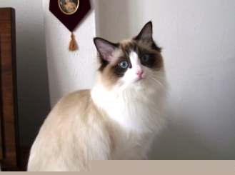 Foto della gatto Morgana del Venicedolls