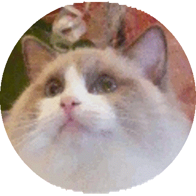 Foto della gatto Prada del Venicedolls 