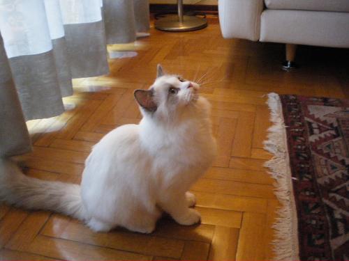Foto della gatto Sarina An of Chatandolls