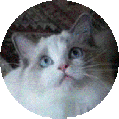 Foto della gatto Sarina An of Chatandolls 