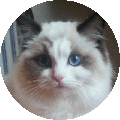 Foto della gatto Scarlet Unreal Ragdolls*ES 