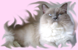 Foto della gatto Thelma of Chatandolls