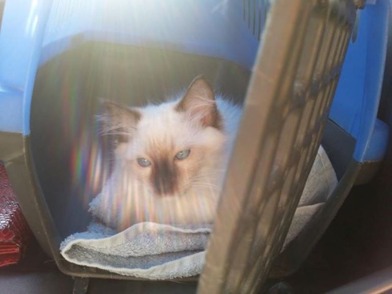 Foto della gatto United Kingdom delle Bambole
