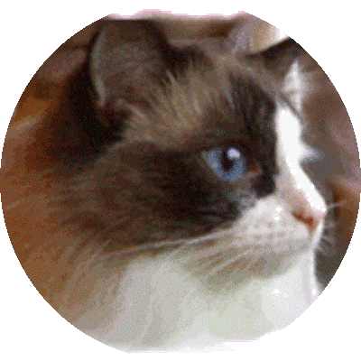 Foto della gatto Hood Robin del Ponte Vecchio 