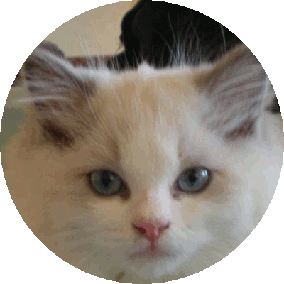Foto della gatto Venezia del Venicedolls 