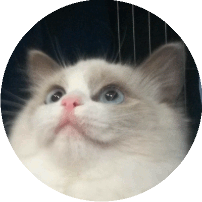 Foto della gatto Zahir del Venicedolls 
