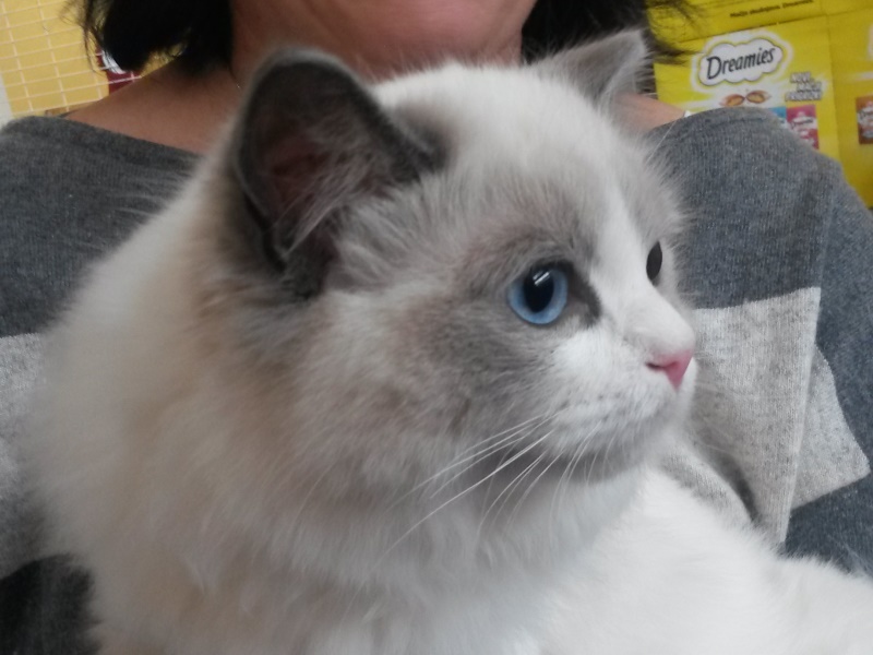 Foto della gatto Zahir del Venicedolls