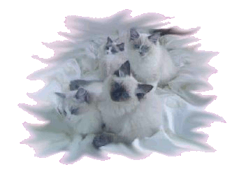 Foto di 4 cuccioli di ragdolls